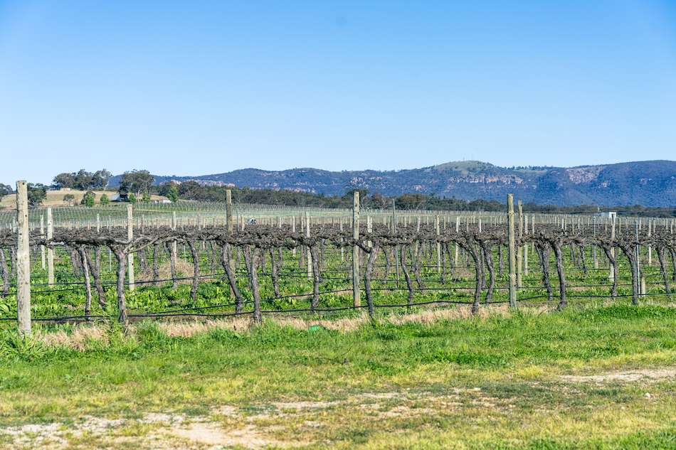 Mudgee vines and viticulture