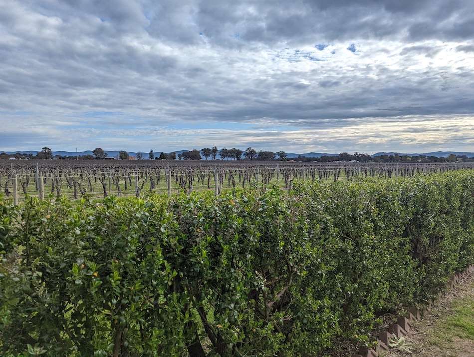 Mudgee Vineyards