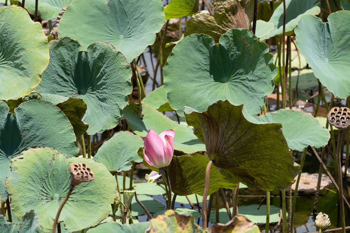 waterlilly in Kakadu national park