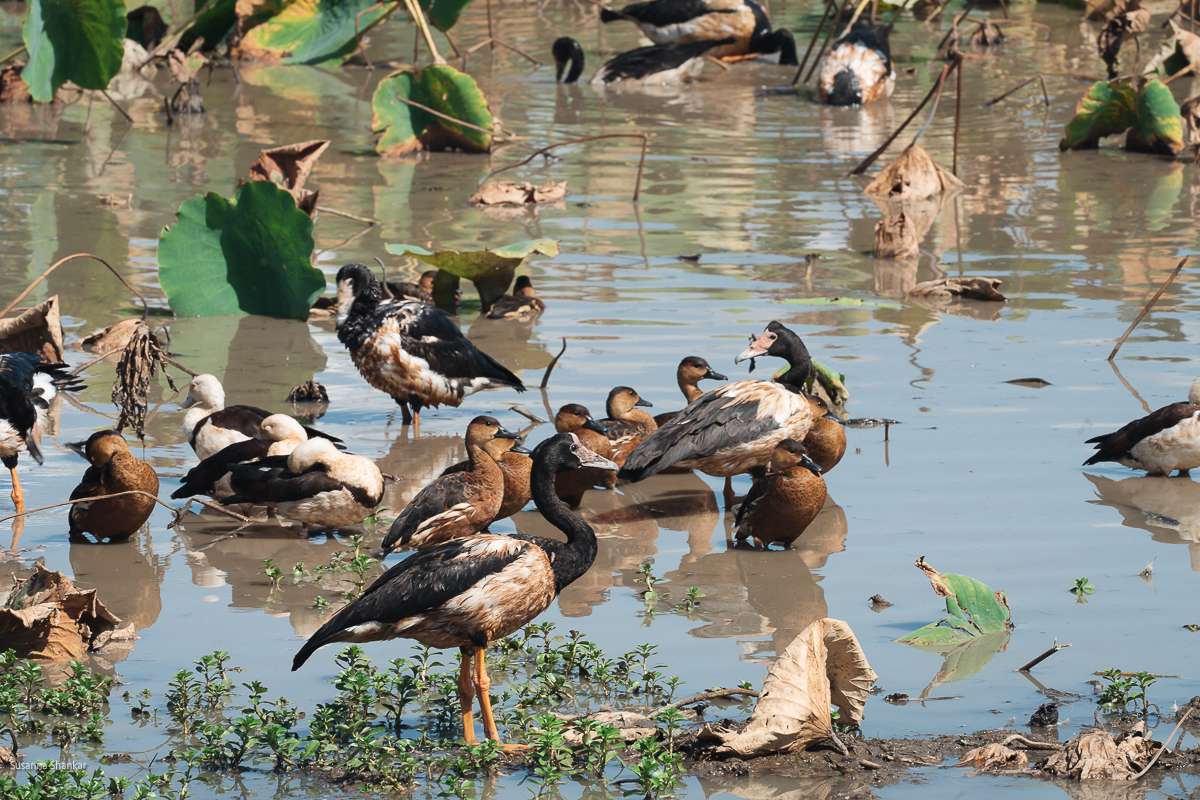 waterfowl, magpie geese and whistling ducks at Mamukala Wetlands Kakadu