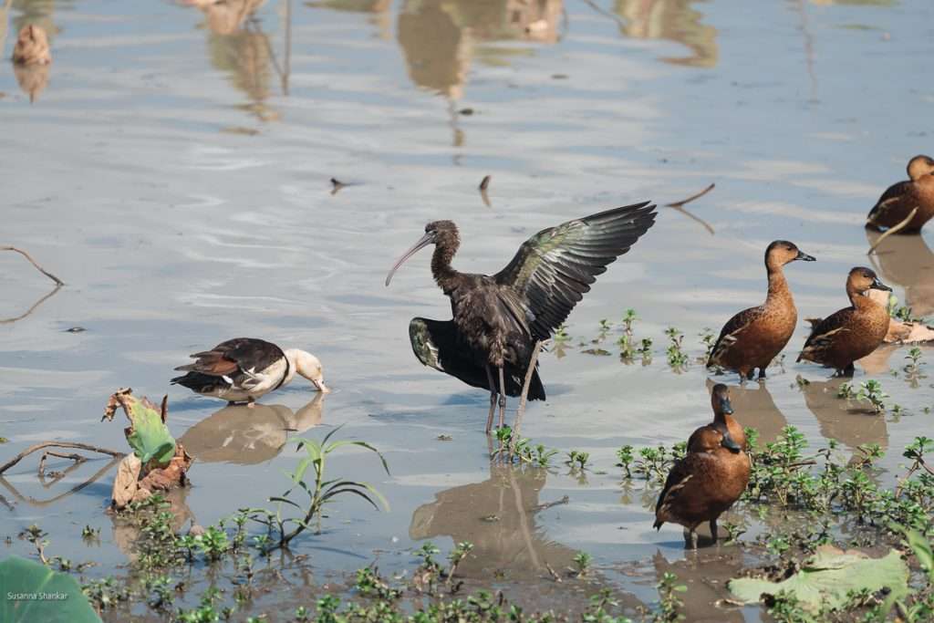 waterfowl at Mamukala wetlands Australia