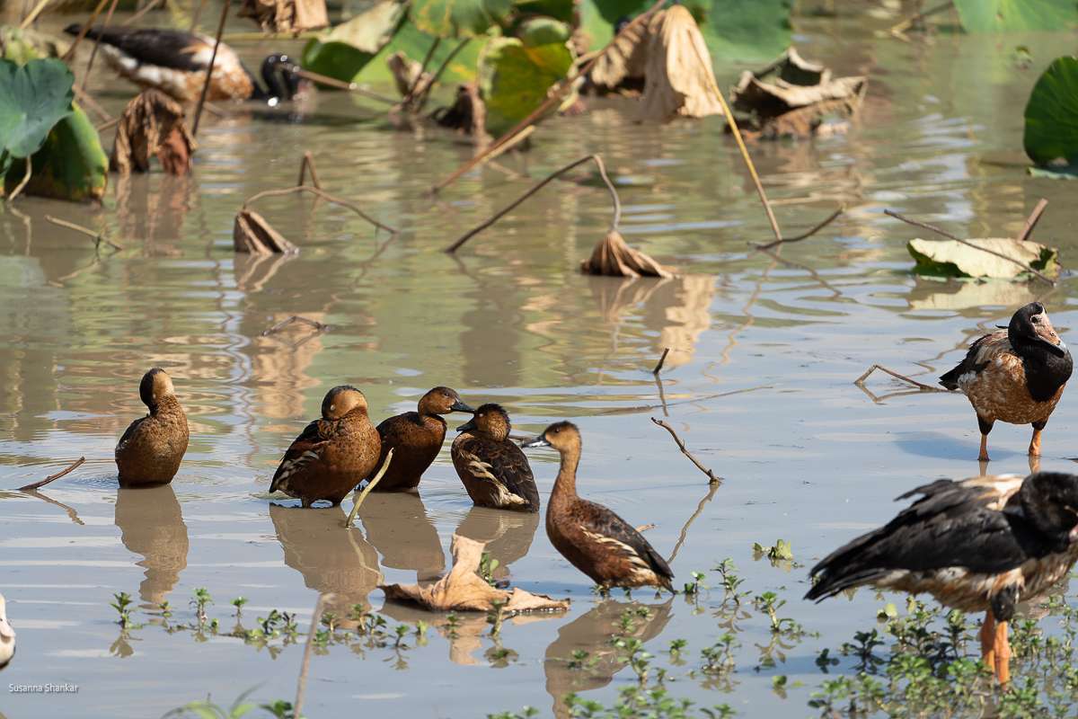 Whistling dicks birding in Kakadu