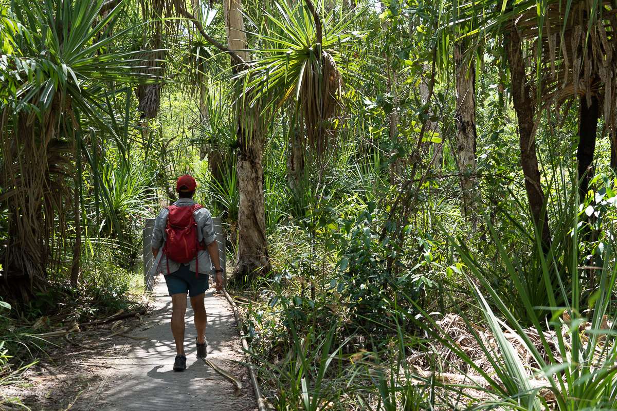 Kakadu national park monsoon forest