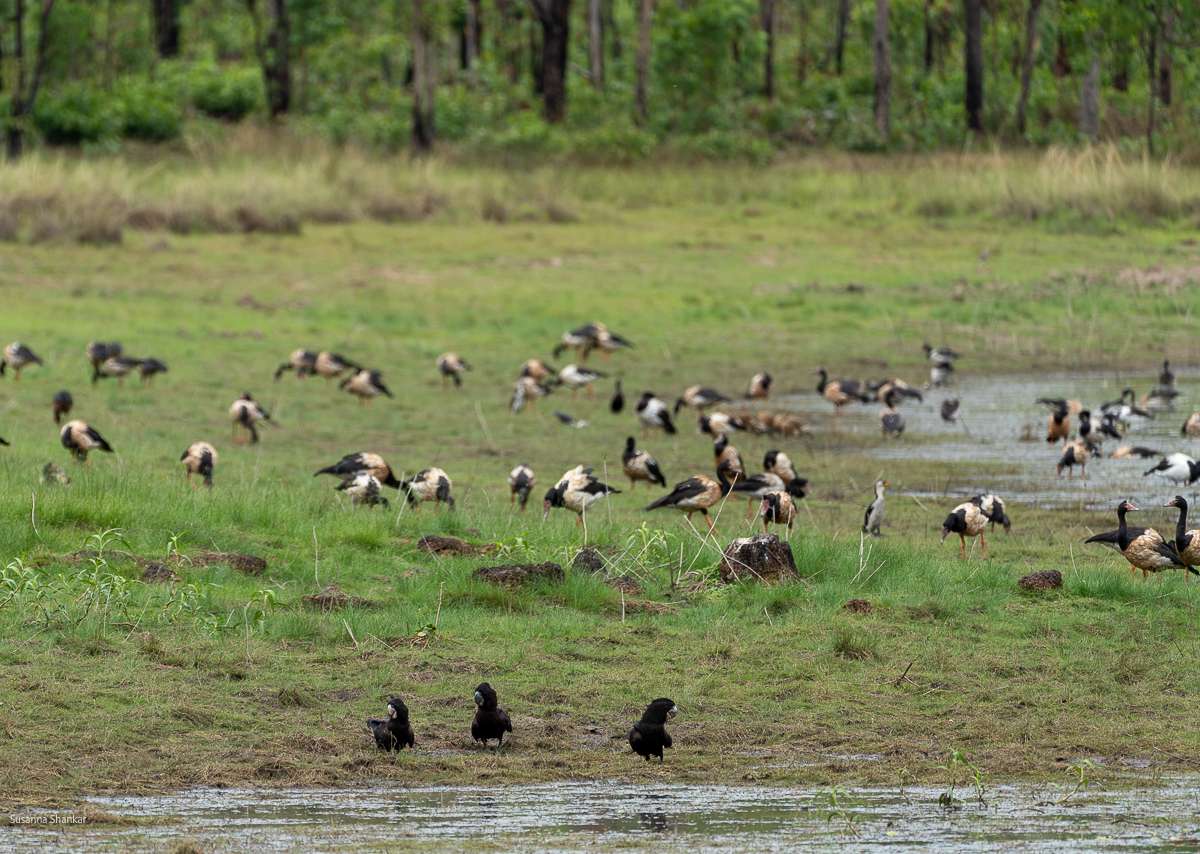 a group of birds at the Leaning Tree Billabong Australia