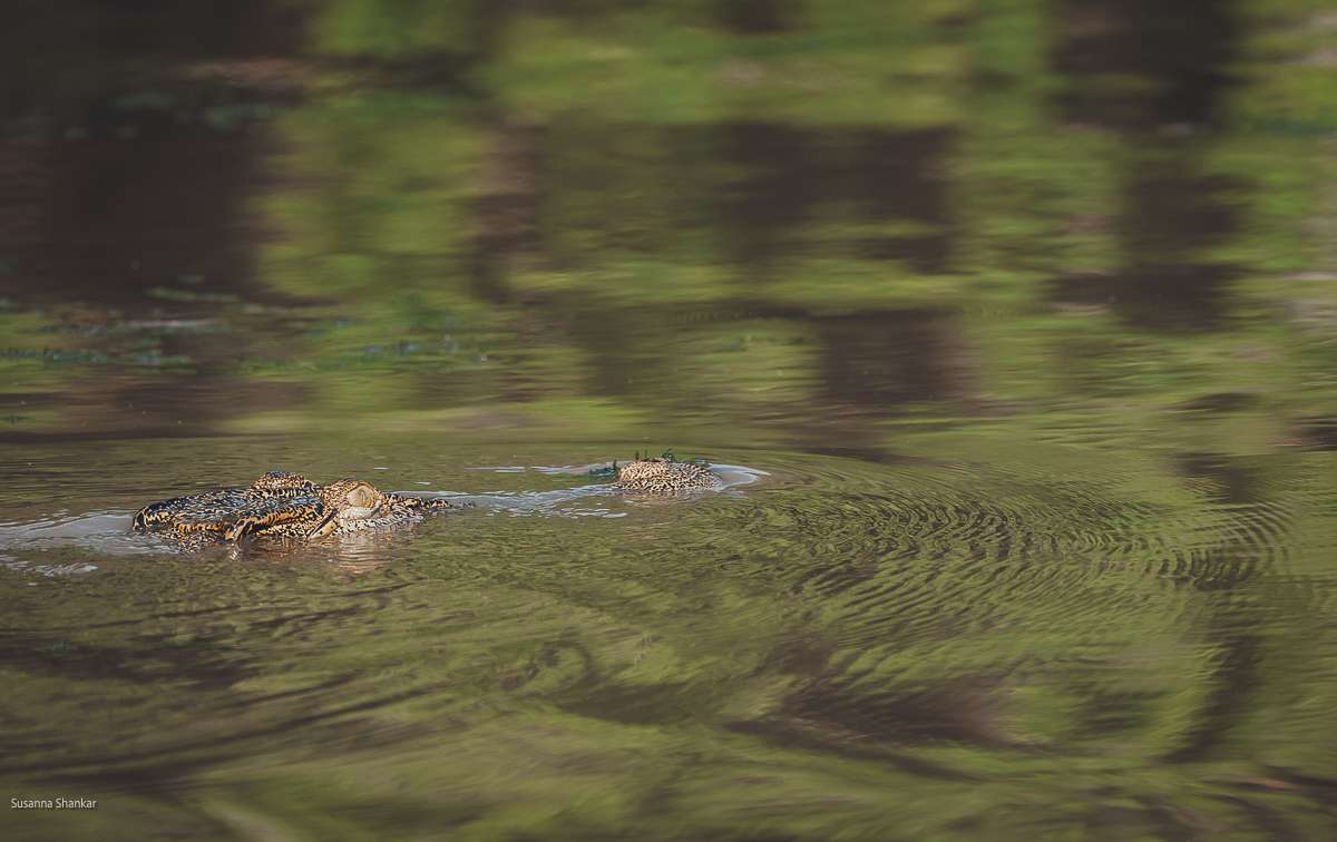 Things to do in kakadu croc watching