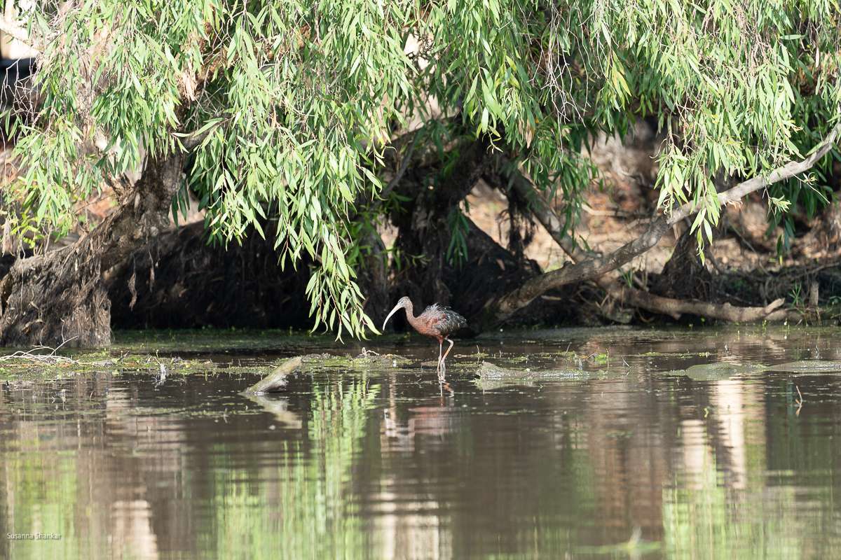 Shiny Ibis in water