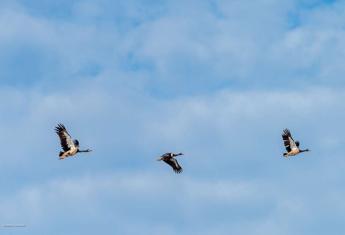 Magpie geese in Kakadu national park Australia