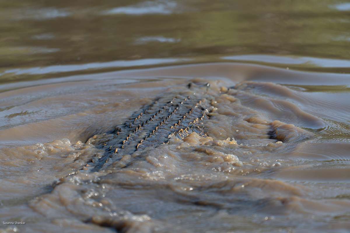 Crocodile in Kakadu national park