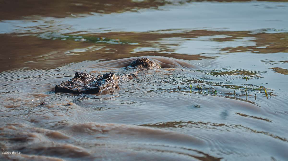 Crocodile in Kakadu