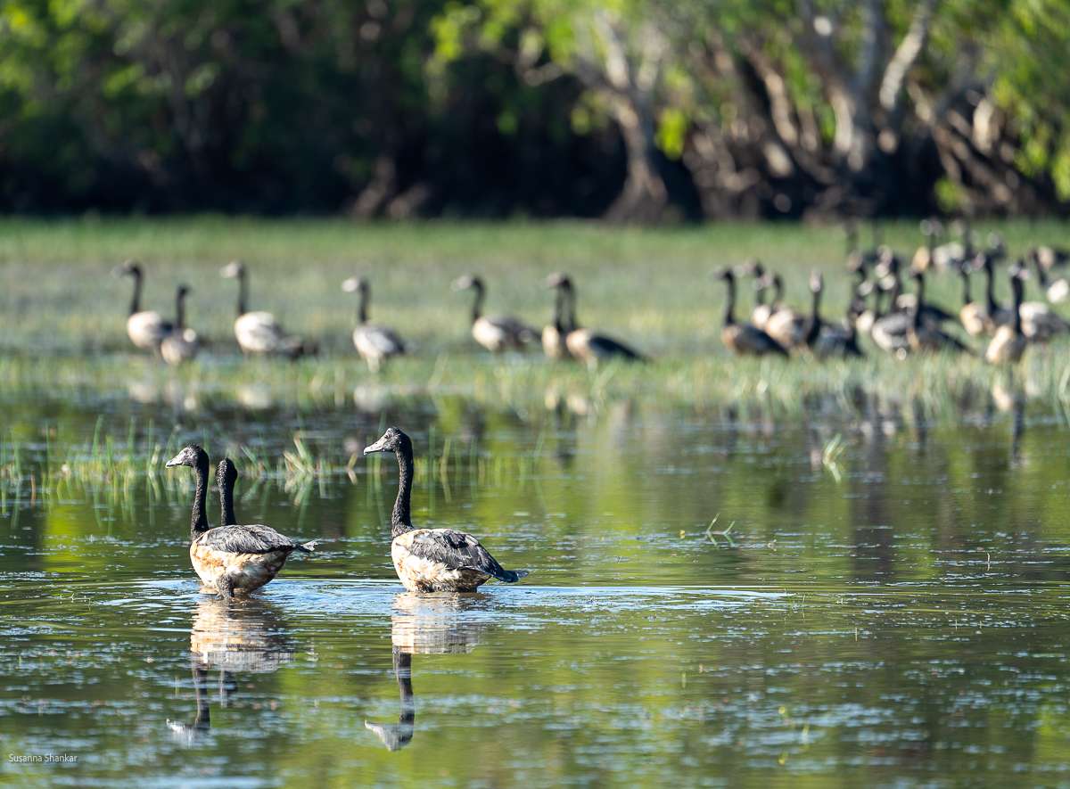 Magpie geese in Northern Territory Australia