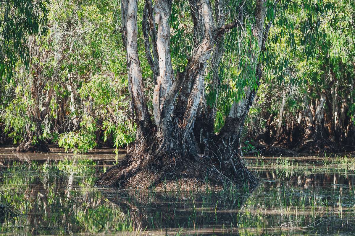 Kakadu wetlands