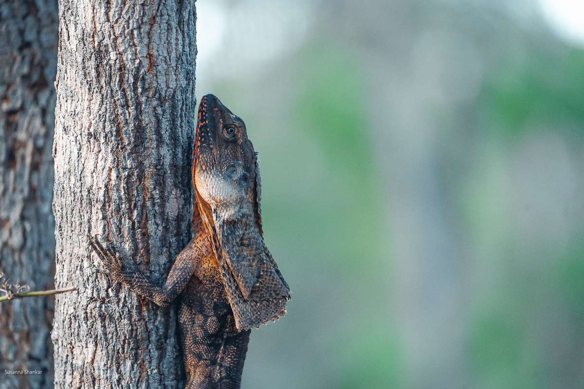 thrilled-neck lizard kakadu 