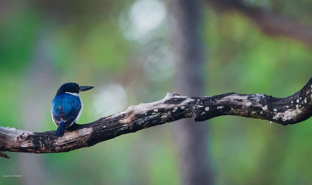 kingfisher on a branch in Australia
