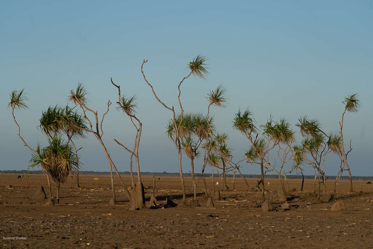 Kakadu ecosystem