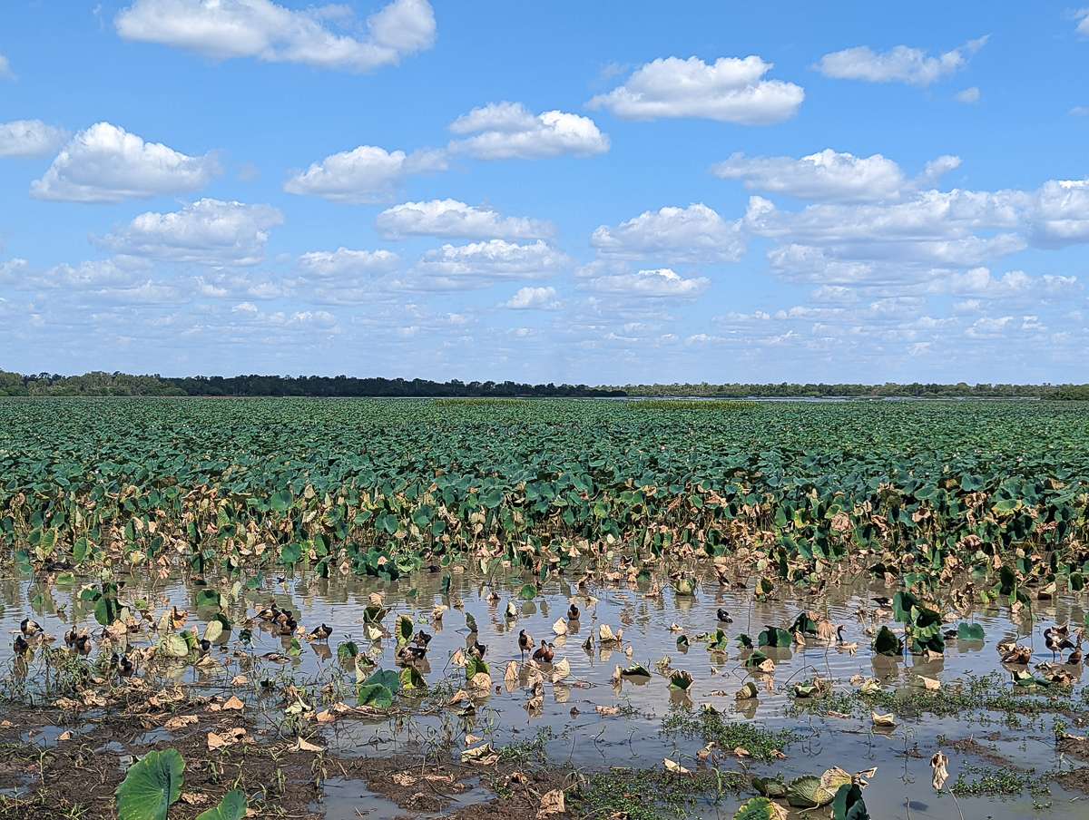 Wetlands in Kakadu Australia