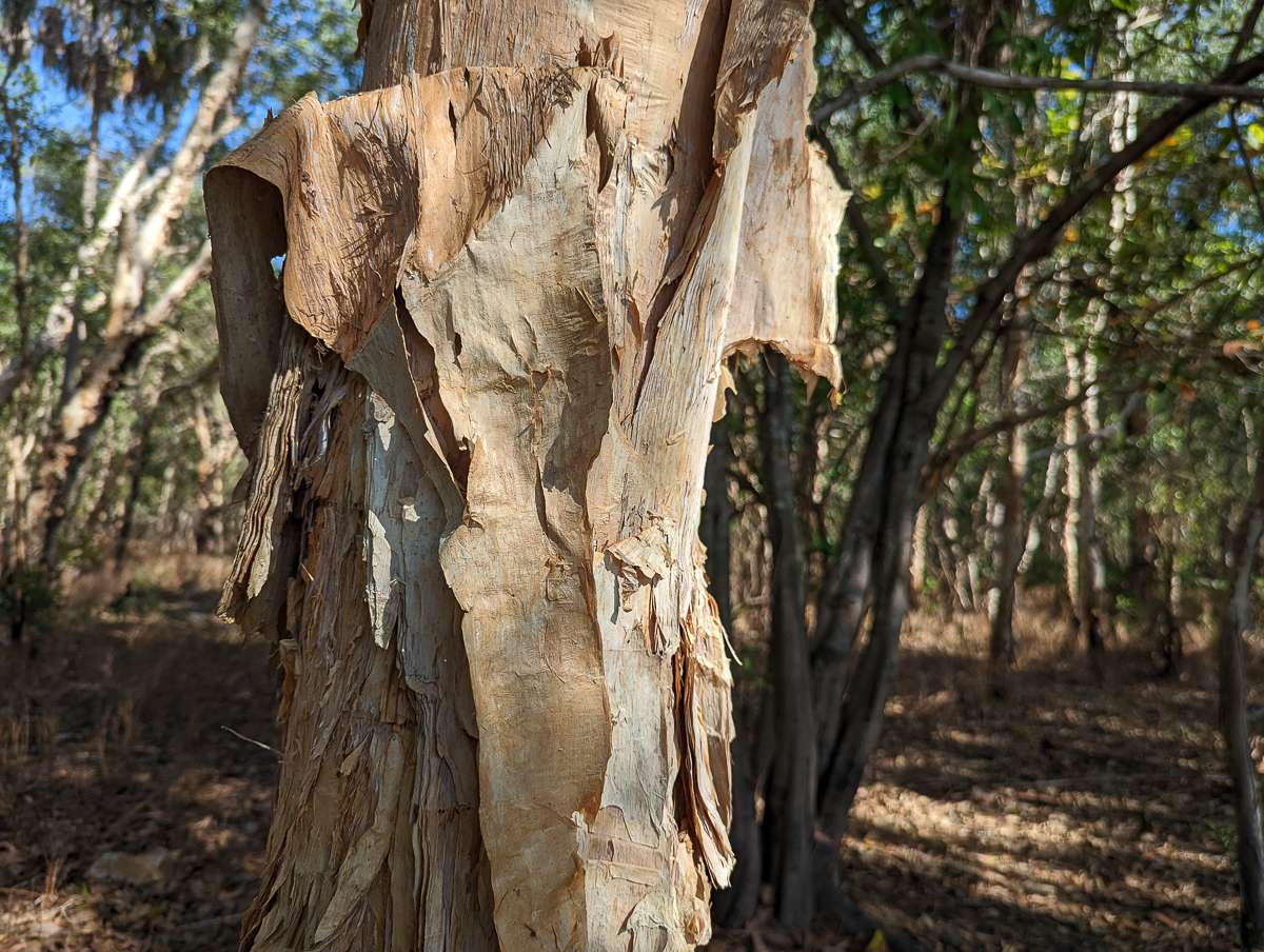 paper bark tree in arnhem land Kakadu