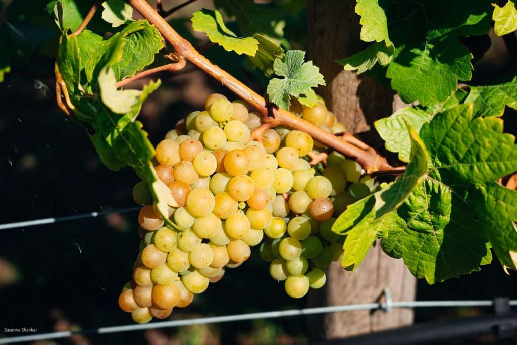 Comox Valley Things to do for every season
