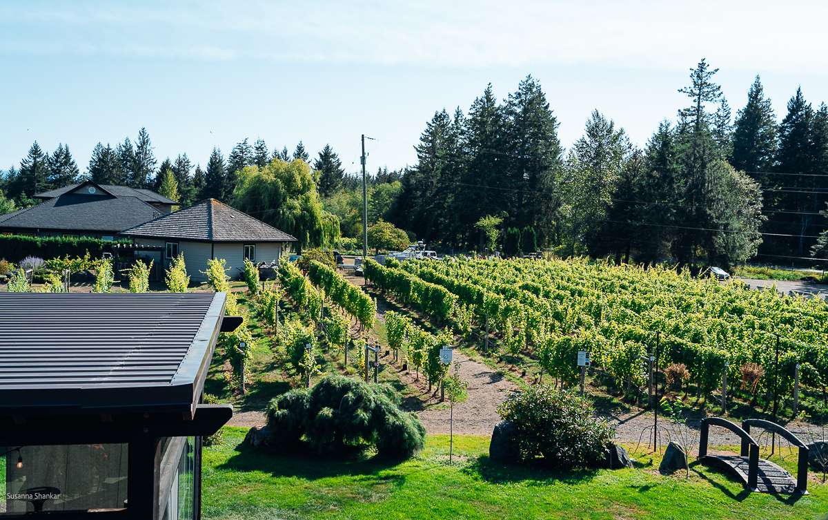 Wine Tasting in the Comox Valley 