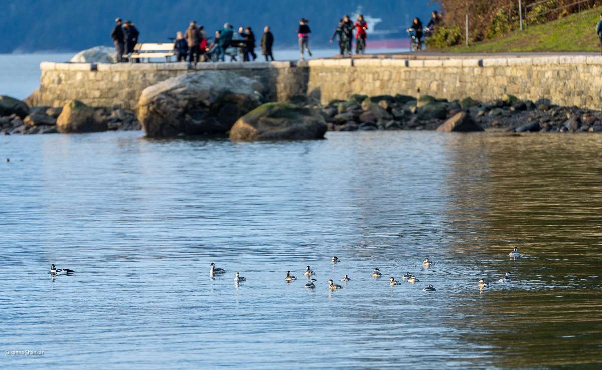 Vancouver Seawall