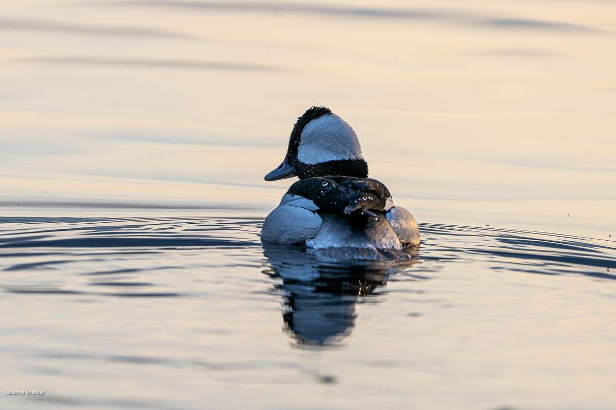 Winter birding in Vancouver