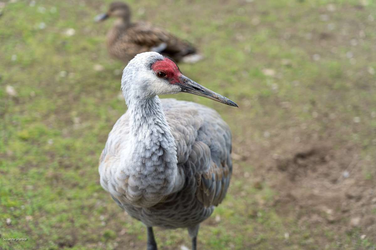 sandhill crane George c reifel bird sanctuary