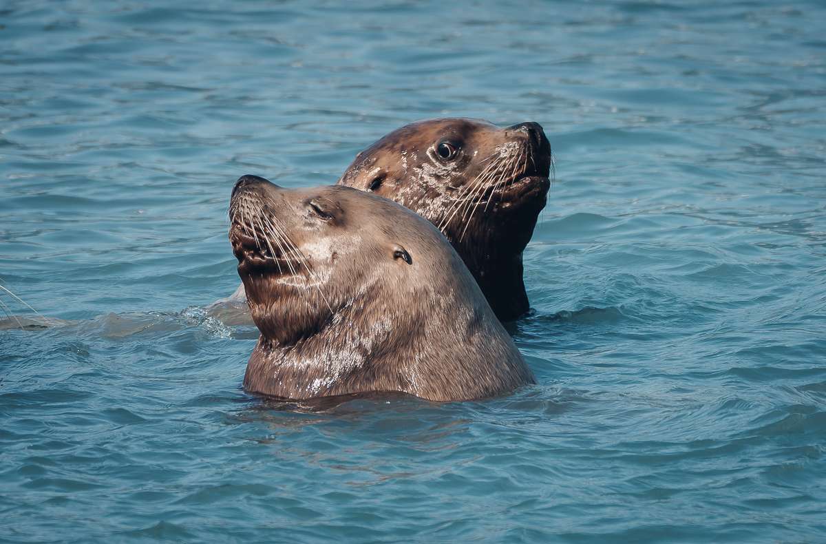 steller sea lions Valdez