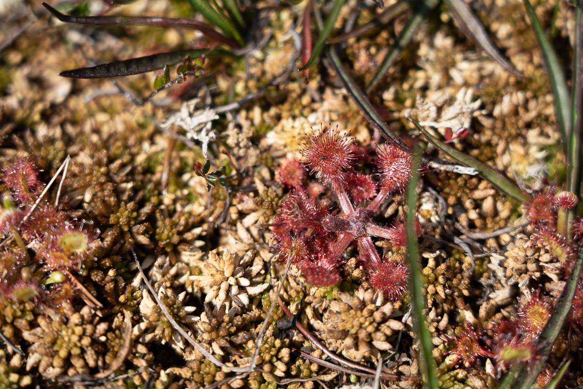 Shorepine Bog Pacific Rim National Park