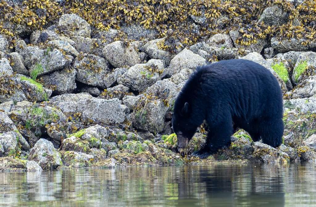 Black Bear Kayaking Tofino Ecotourism activity