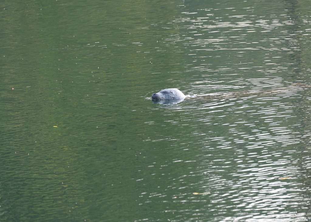 A seal head in Seal Cove