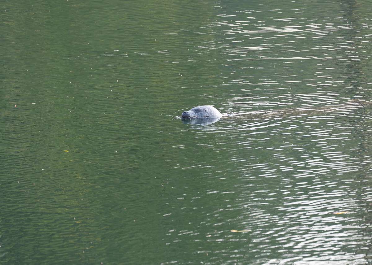 A seal head in Seal Cove