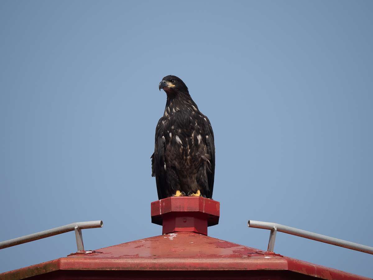 Eagle perched on a lighthouse in Prince Rupert, BC
