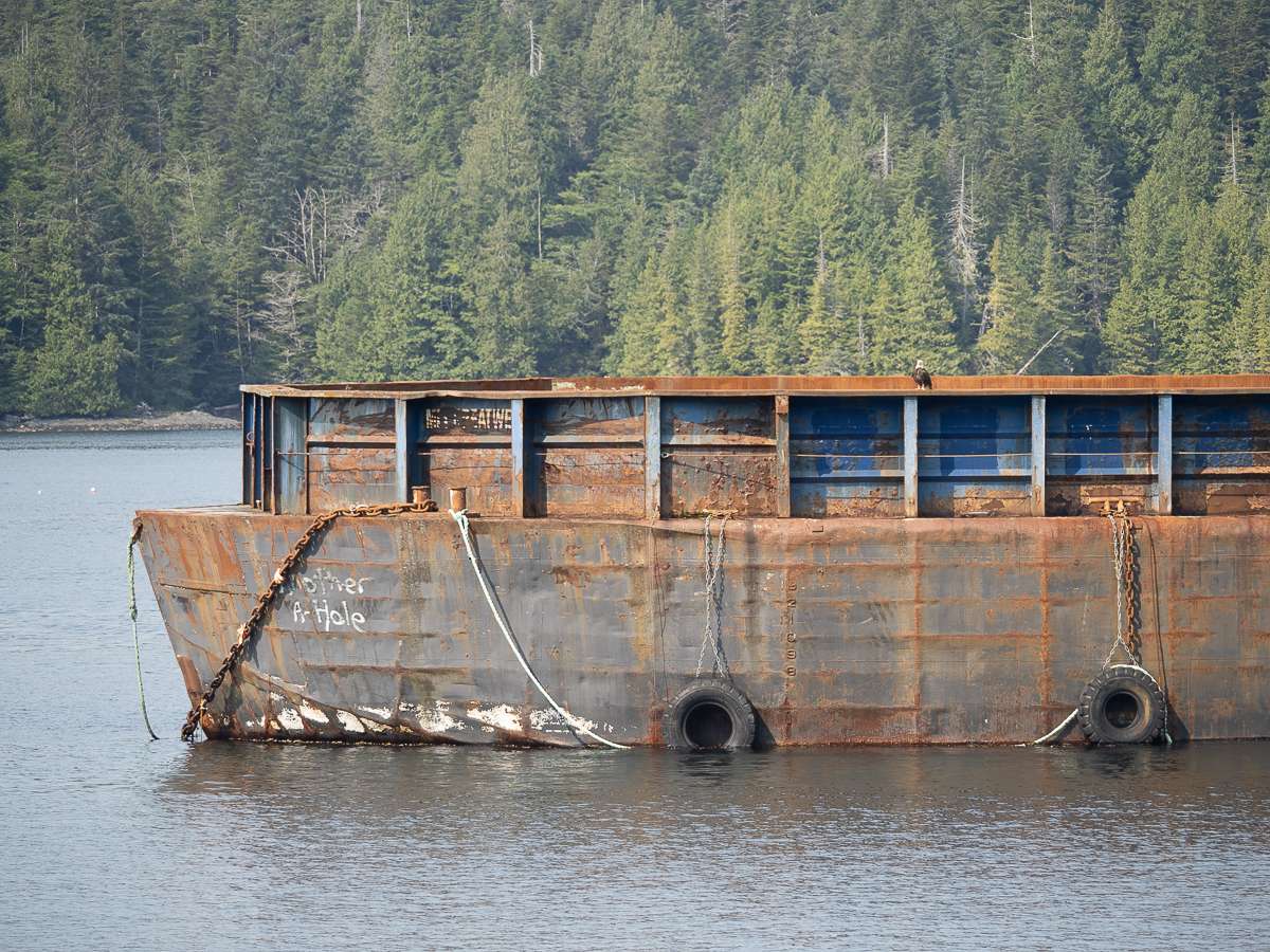 Eagle on boat Prince Rupert