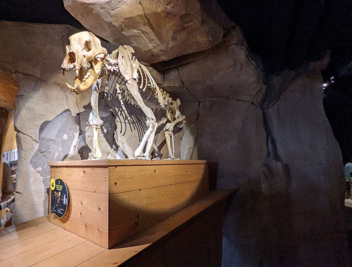 A skeleton of a prehistoric bear at the Cave Bear Museum in the Chartreuse Mountains