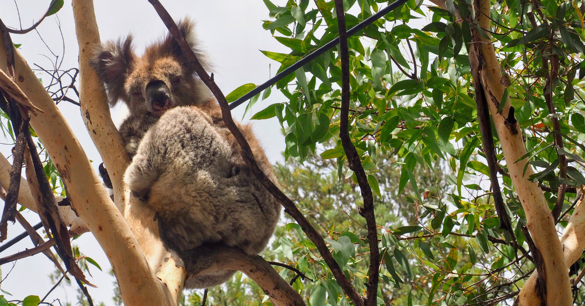 Best Places to See Wild Koalas (Ethically) in Queensland, Australia