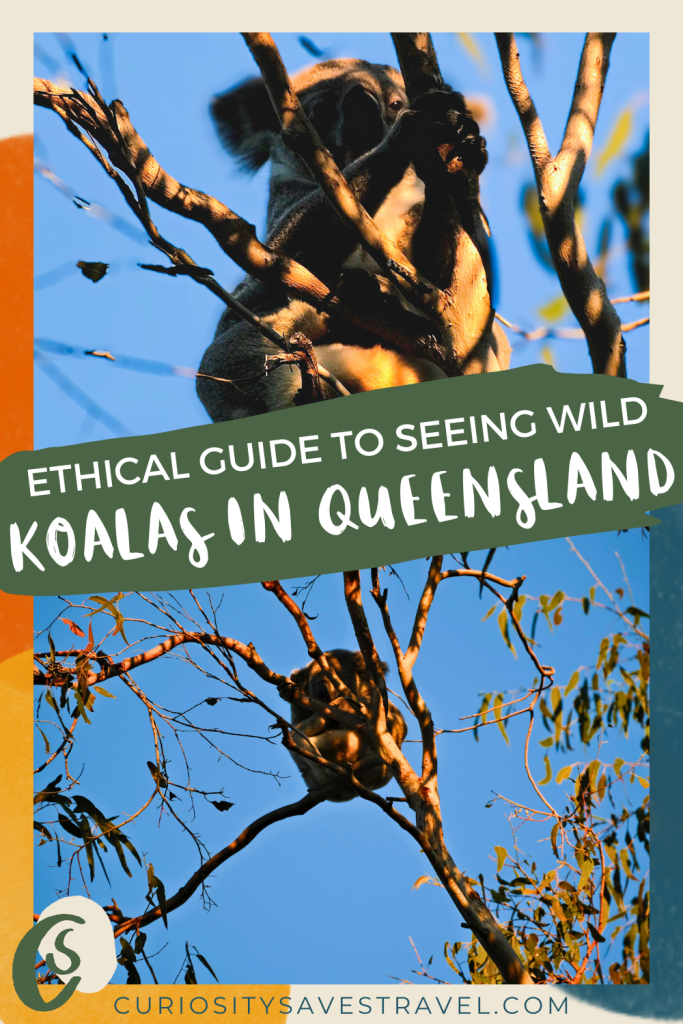 Where to ethically see koalas in the wild in Queensland and expert tips for spotting them.