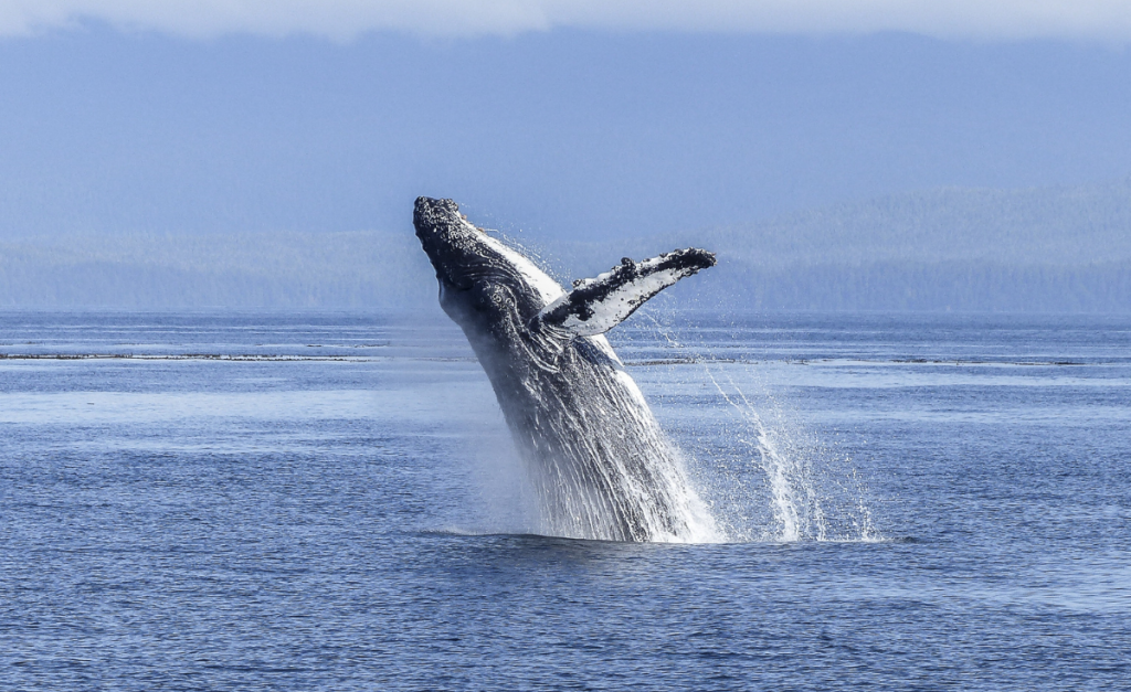 Humpback whale responsible travel in Japan