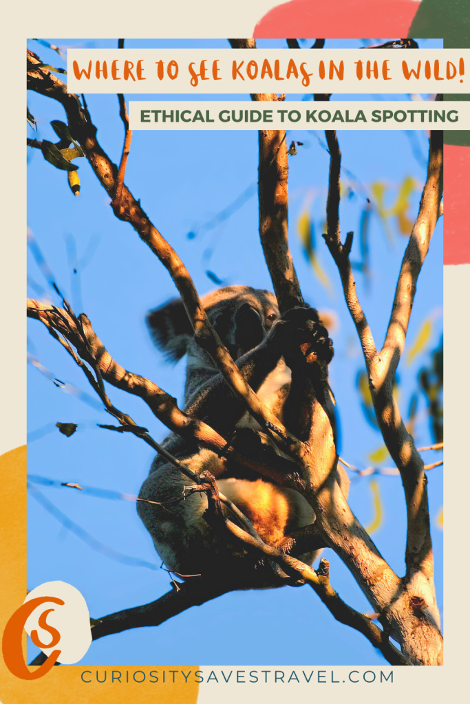 Where to ethically see Koalas in the wild in Queensland Australia