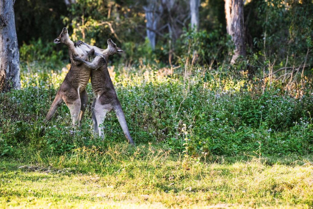 kangaroos fighting in the wild ethical wildlife spotting in Australia