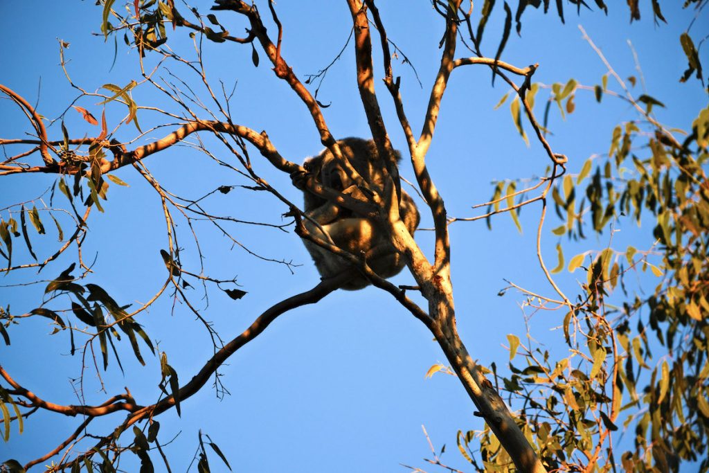 koala in a eucalyptus tree how to see them ethically in the wild