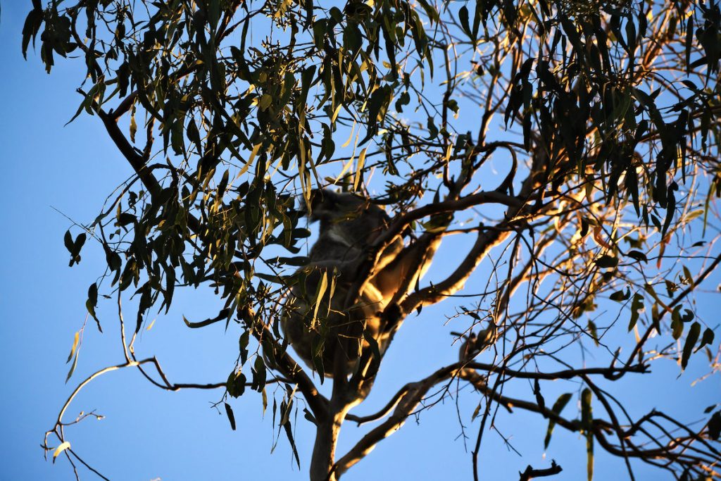 koala in a tree how to find them in the wild in queensland