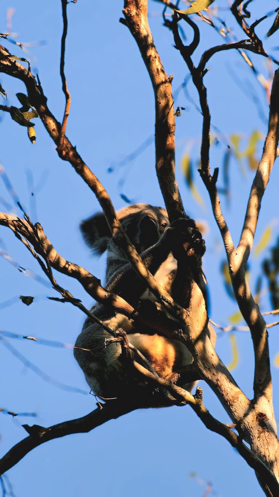 where to see wild koalas queensland