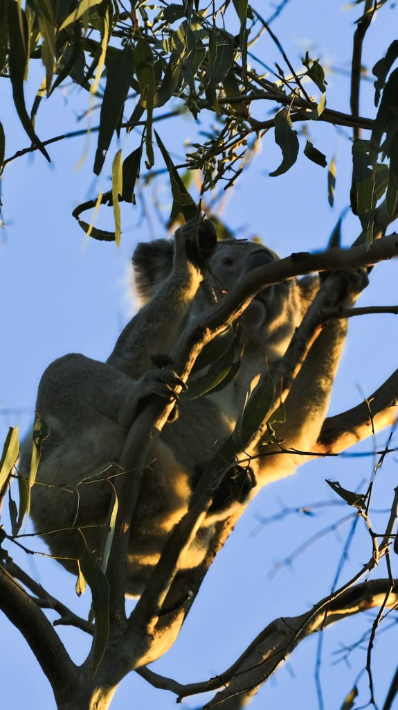 wild koala in a tree where to see them in queensland