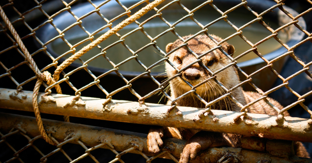 An otter in a cage with a bucket of water behind it.