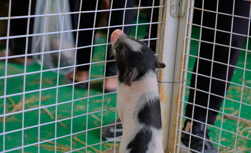 A small pink and white pig climbing the bars in a cage with people's legs on the other side.