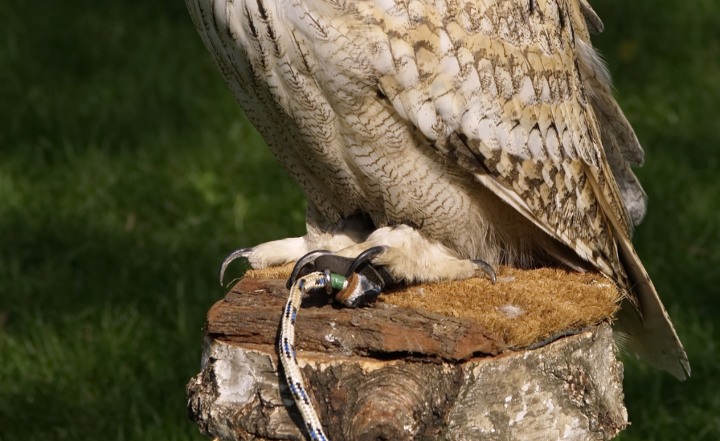 A close up of a bird of prey's feet tied to a log.
