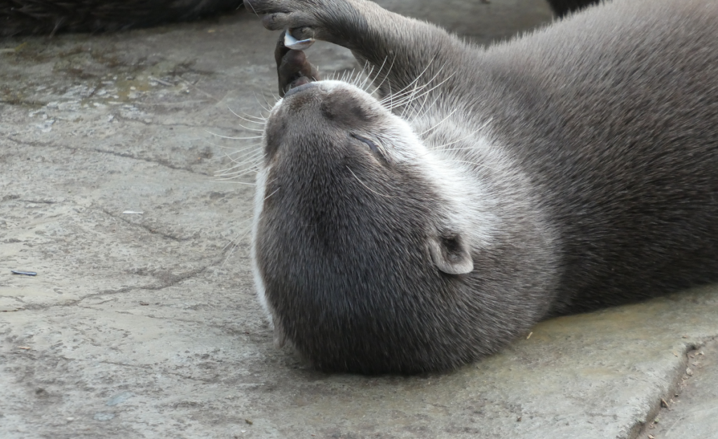 An otter lying on its back holding a shell in its paws on a stone surface.