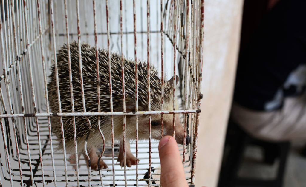 A hedgehog in a tiny cage with a person pointing in with one finger.