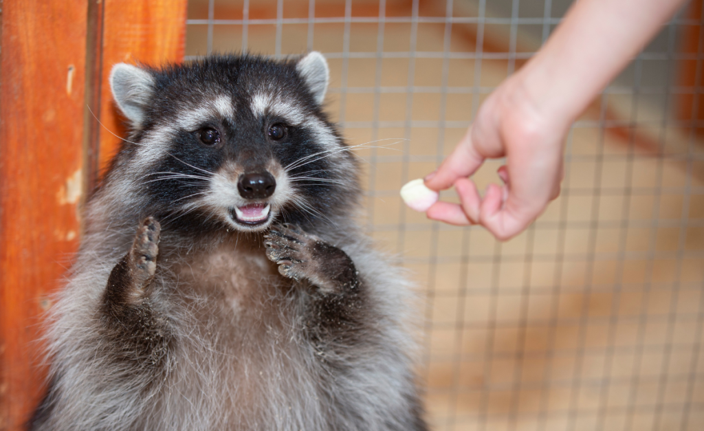 A raccoon sitting up indoors with a fence behind it as a person's hand holds out something small and white towards it.