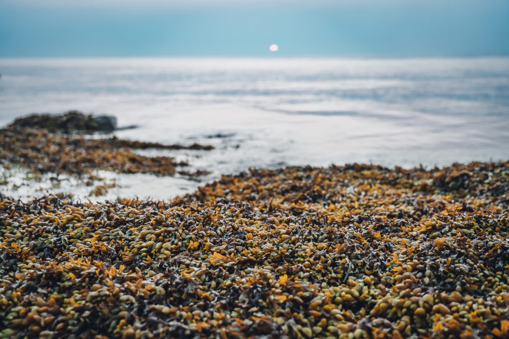 A close-up shot of seaweed on a beach with waves and a low moon in the background.