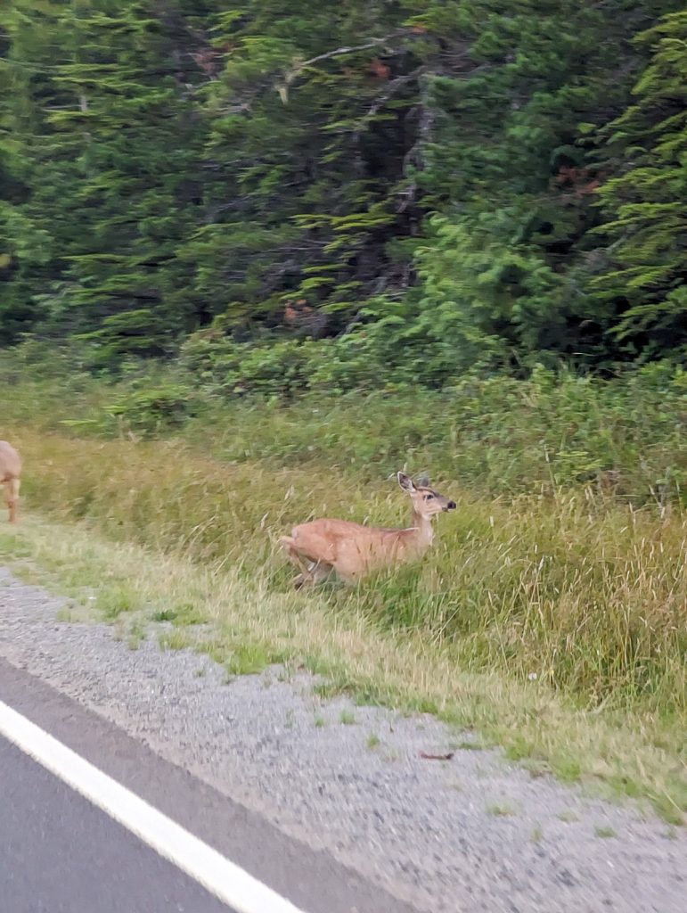 Deer on the side of a road next to forest.